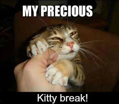 Guest blog post Kelsey Strength Training for Youths cat